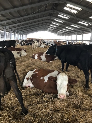 we are dairy fen farm