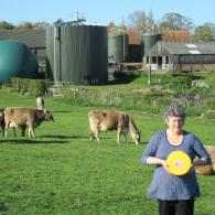 We Are Dairy Copys Green Farm