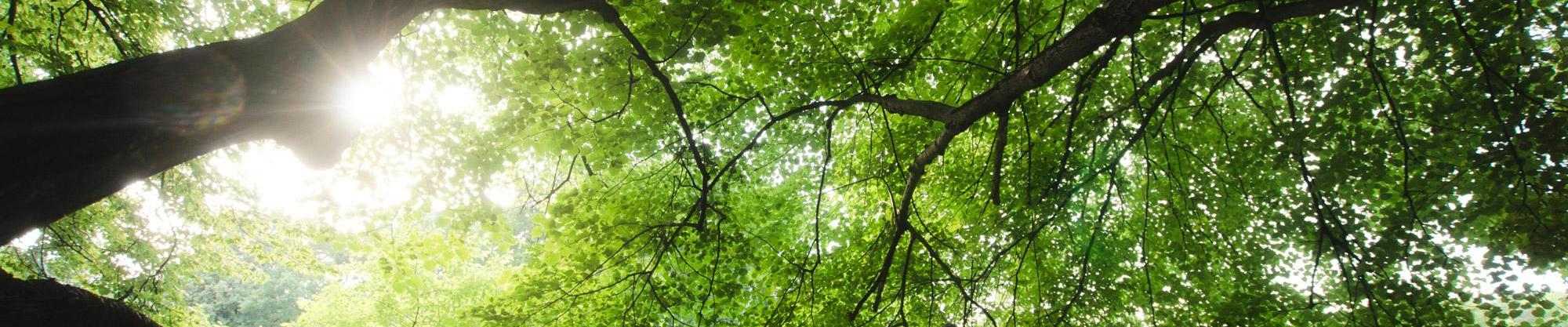 nature Thumbnail