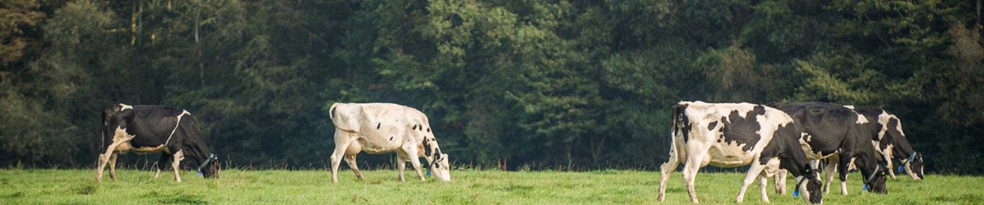 hero_HeroBanner_DairyFarming Thumbnail