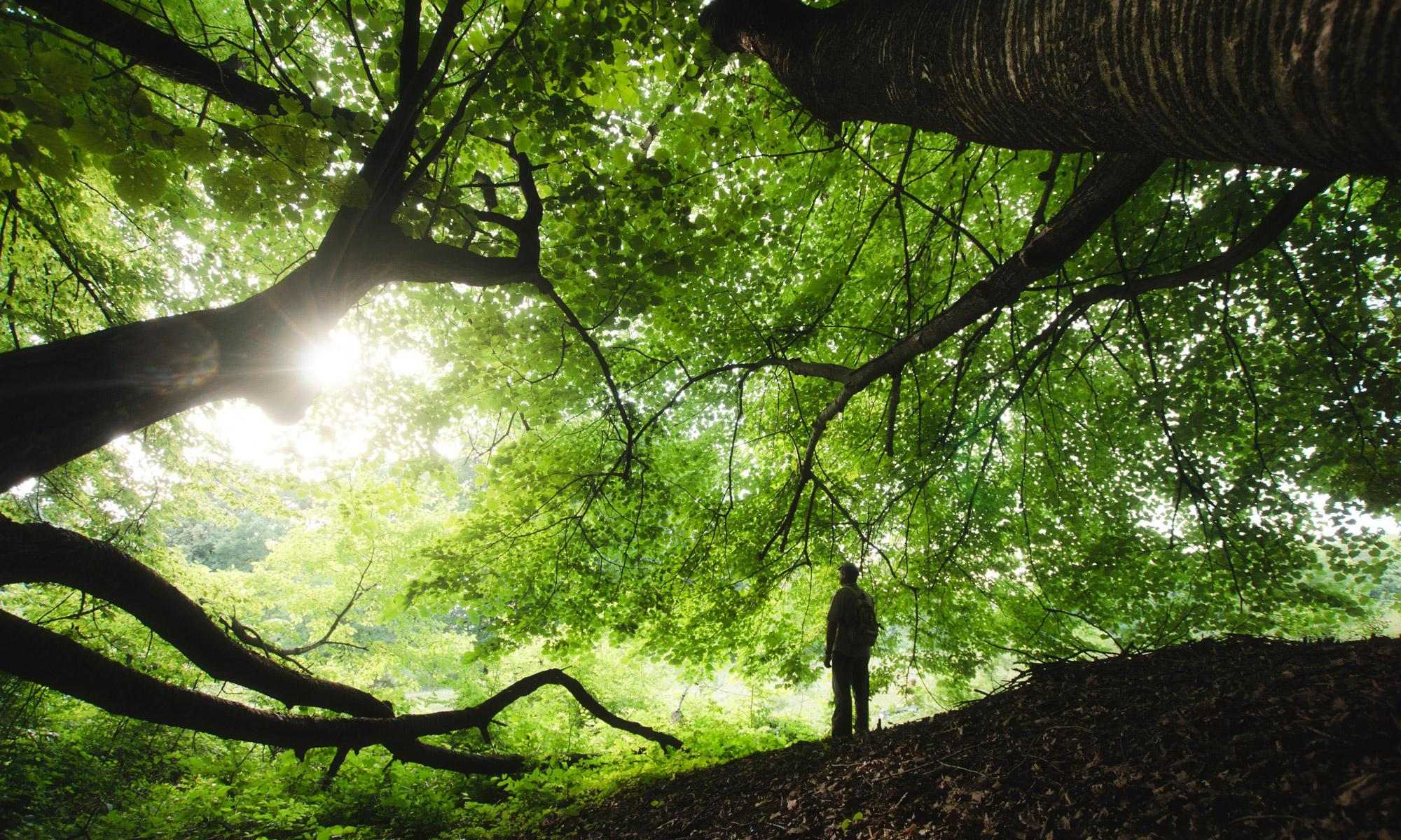 nature Thumbnail