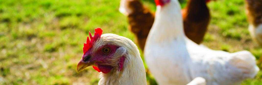 sources of campylobacter in poultry processing