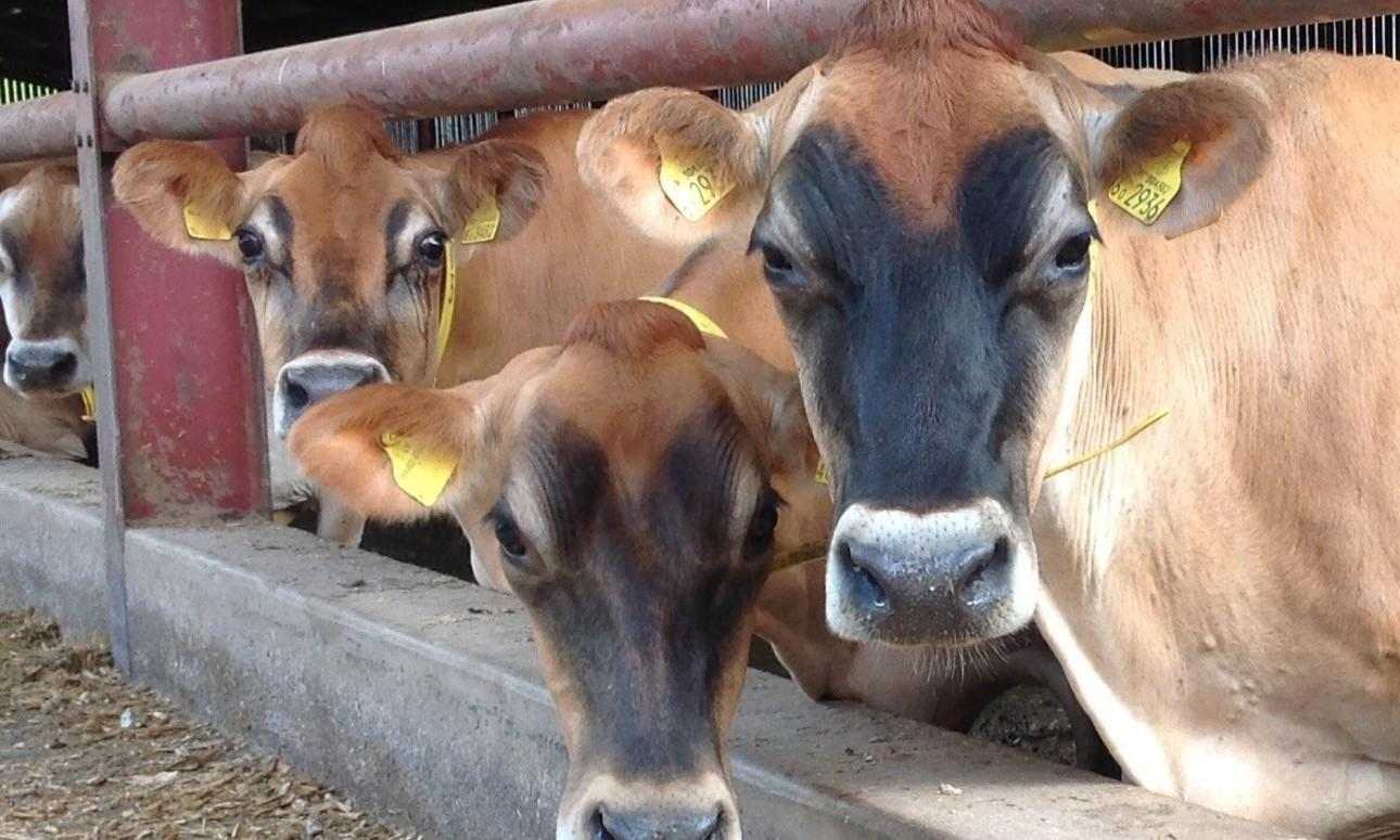 Jersey cows at Blodwell Hall farm.