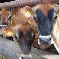 Jersey cows at Blodwell Hall farm.