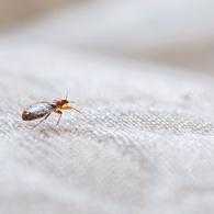 Reinigungstipps - Bettwanzen