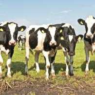 Farming Circular Economy We Are Dairy