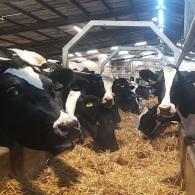 Kingston Mauward College