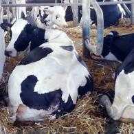 Belvedere Farm We are Dairy